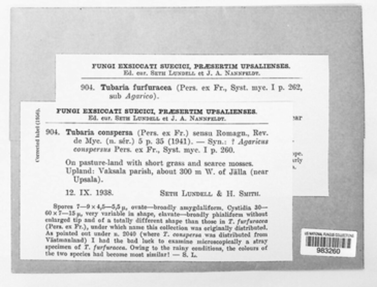 Tubaria furfuracea image